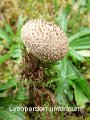 Lycoperdon umbrinum-amf1921